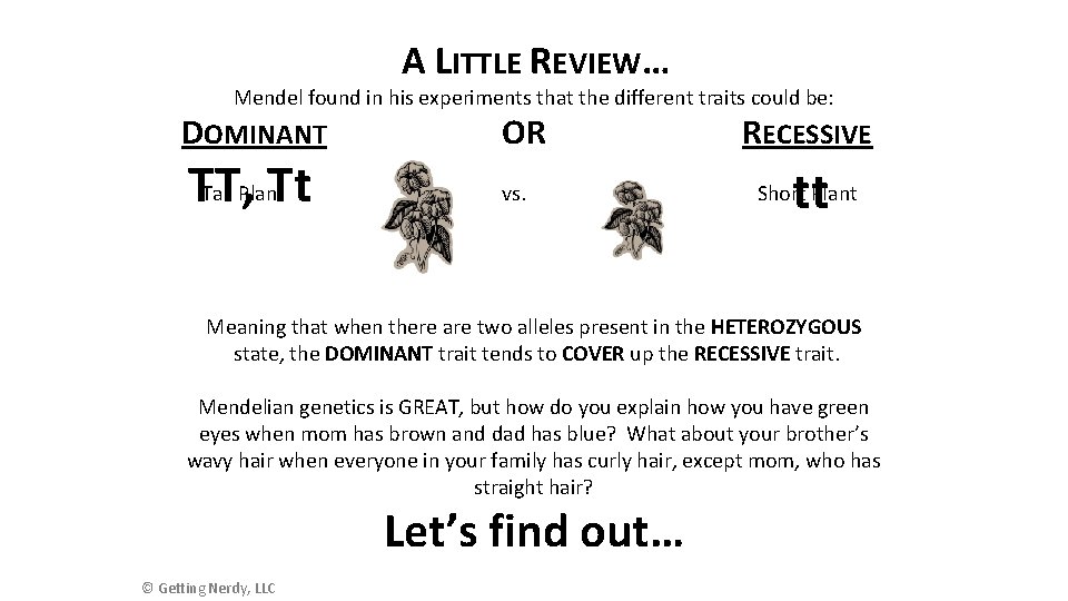 A LITTLE REVIEW… Mendel found in his experiments that the different traits could be: