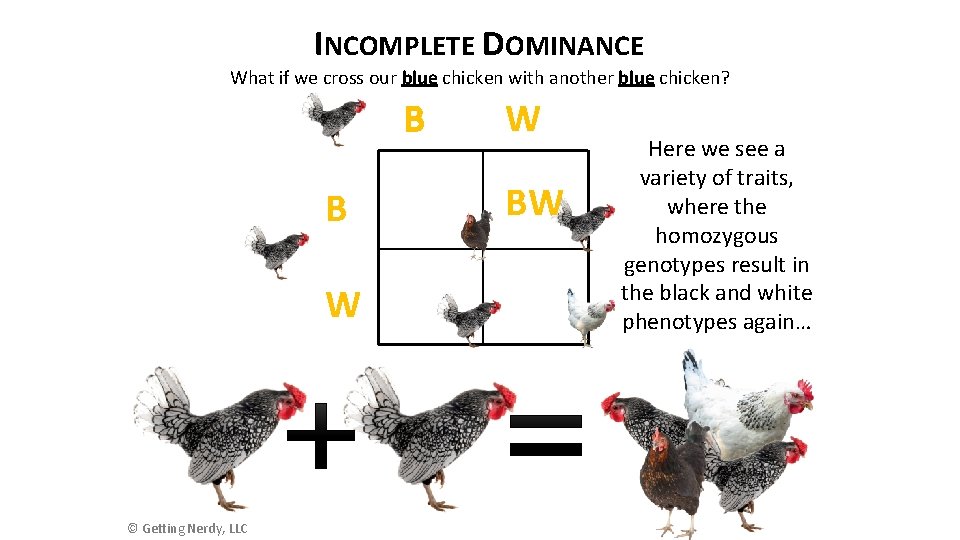 INCOMPLETE DOMINANCE What if we cross our blue chicken with another blue chicken? B