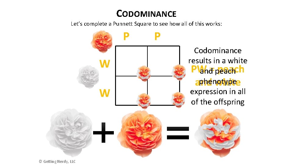 CODOMINANCE Let’s complete a Punnett Square to see how all of this works: P