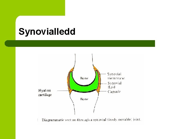 Synovialledd 