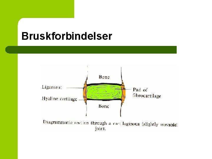 Bruskforbindelser 