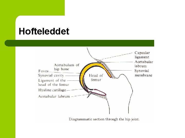 Hofteleddet 