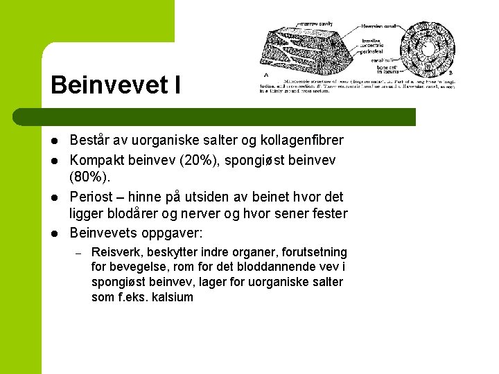 Beinvevet I l l Består av uorganiske salter og kollagenfibrer Kompakt beinvev (20%), spongiøst