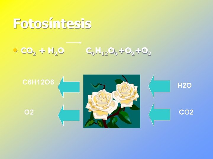 Fotosíntesis • CO 2 + H 2 O C 6 H 12 O 6+O