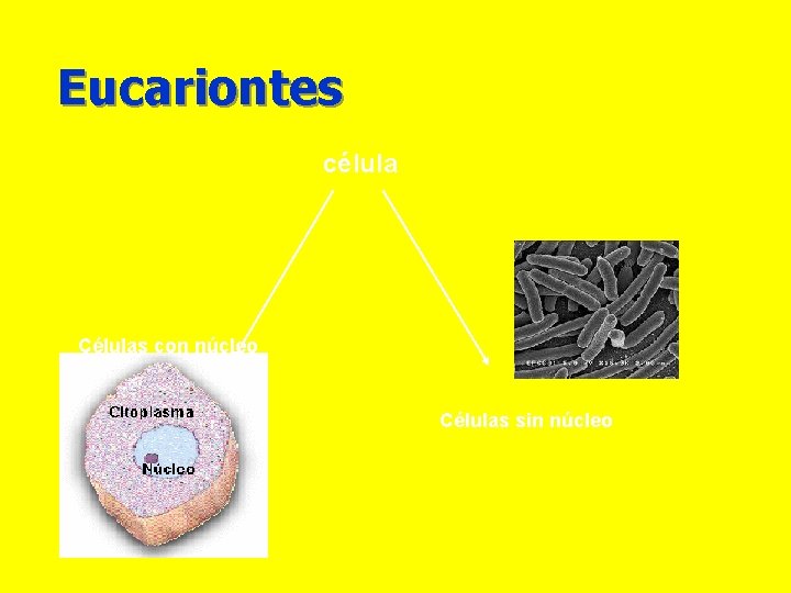Eucariontes célula Células con núcleo Células sin núcleo 