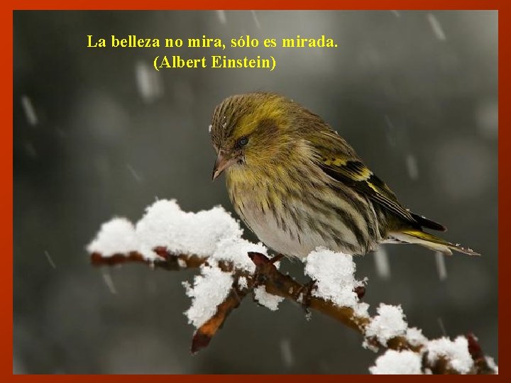 La belleza no mira, sólo es mirada. (Albert Einstein) 