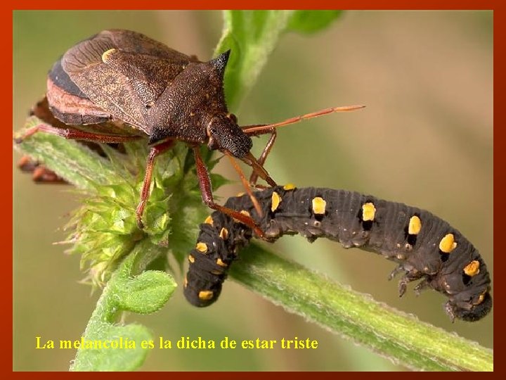 La melancolía es la dicha de estar triste 