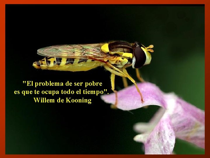 "El problema de ser pobre es que te ocupa todo el tiempo". Willem de