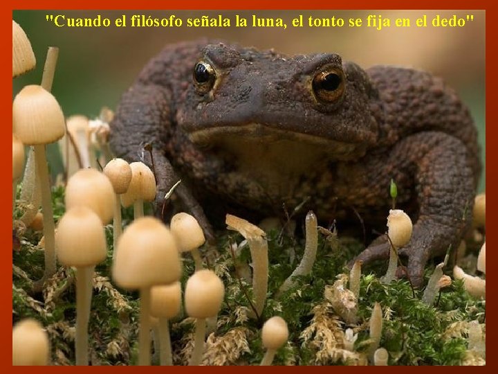 "Cuando el filósofo señala la luna, el tonto se fija en el dedo" 