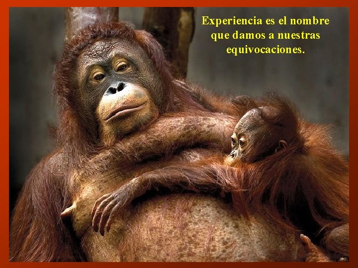 Experiencia es el nombre que damos a nuestras equivocaciones. 