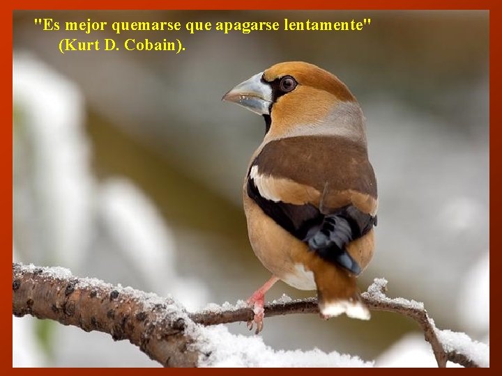 "Es mejor quemarse que apagarse lentamente" (Kurt D. Cobain). 