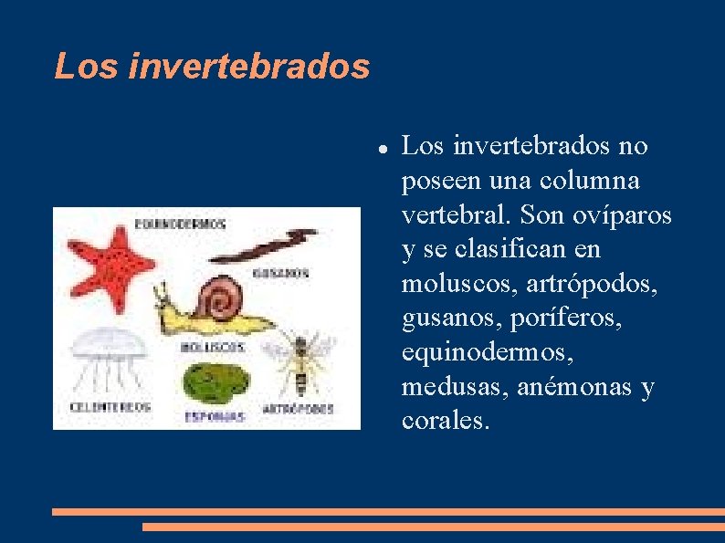 Los invertebrados no poseen una columna vertebral. Son ovíparos y se clasifican en moluscos,