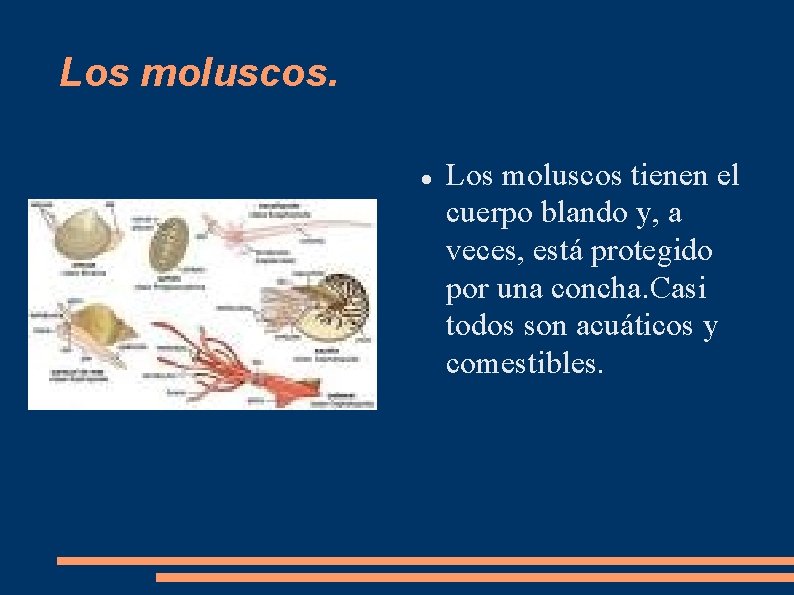 Los moluscos tienen el cuerpo blando y, a veces, está protegido por una concha.