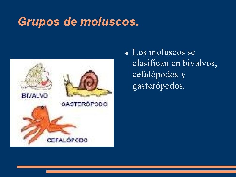 Grupos de moluscos. Los moluscos se clasifican en bivalvos, cefalópodos y gasterópodos. 