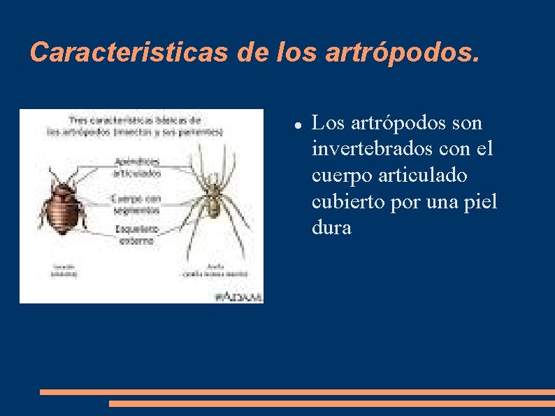 Caracteristicas de los artrópodos. Los artrópodos son invertebrados con el cuerpo articulado cubierto por