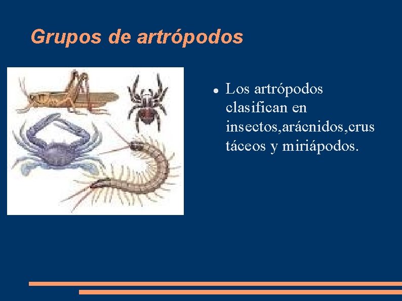 Grupos de artrópodos Los artrópodos clasifican en insectos, arácnidos, crus táceos y miriápodos. 