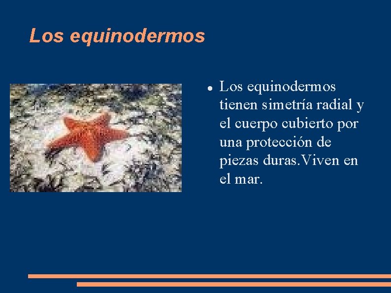 Los equinodermos tienen simetría radial y el cuerpo cubierto por una protección de piezas