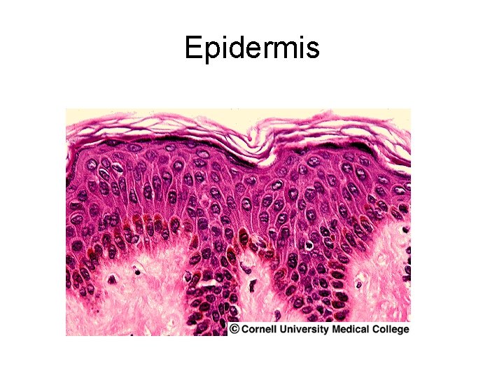 Epidermis 