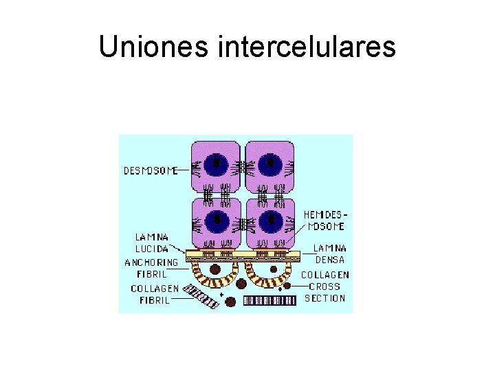 Uniones intercelulares 