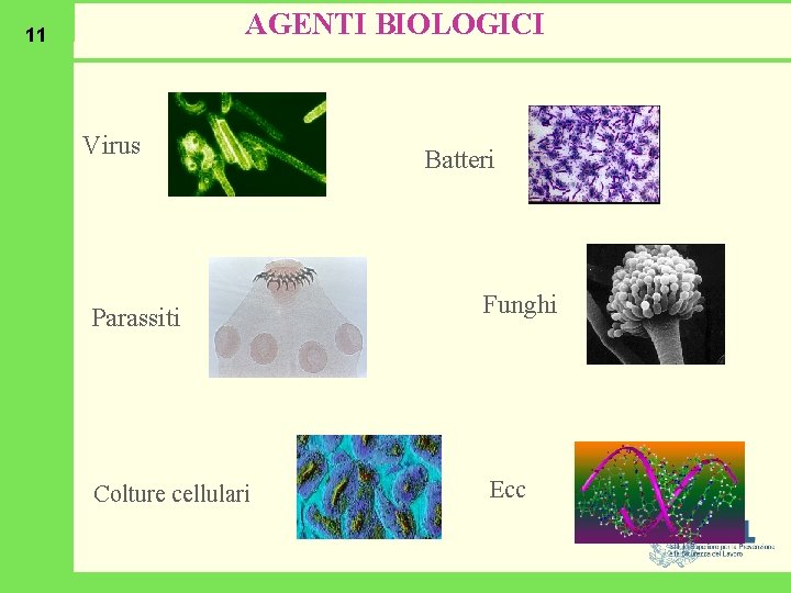 AGENTI BIOLOGICI 11 Virus Parassiti Colture cellulari Batteri Funghi Ecc 