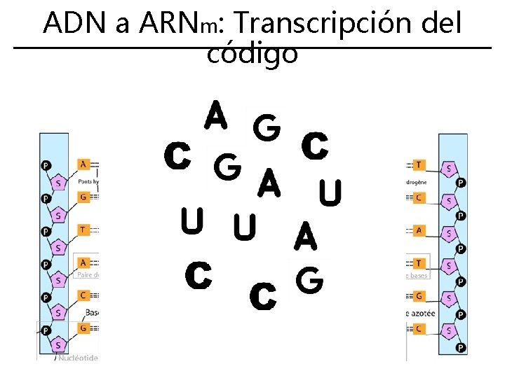 ADN a ARNm: Transcripción del código 