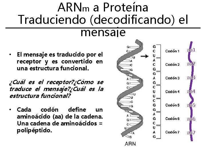 ARNm a Proteína Traduciendo (decodificando) el mensaje • El mensaje es traducido por el