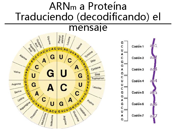 ARNm a Proteína Traduciendo (decodificando) el mensaje aa 1 aa 2 aa 3 aa