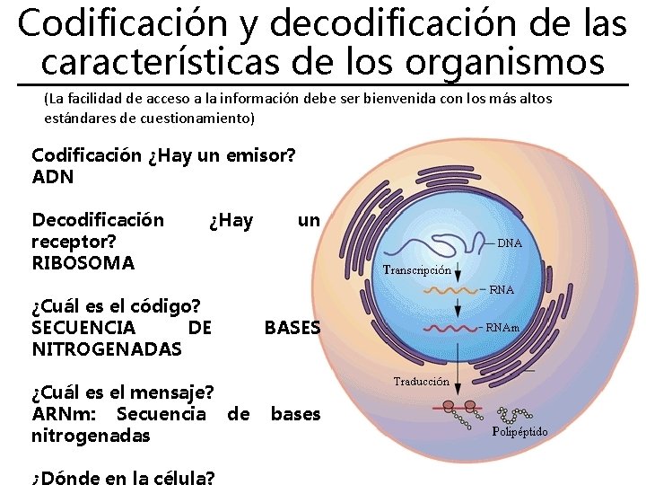 Codificación y decodificación de las características de los organismos (La facilidad de acceso a