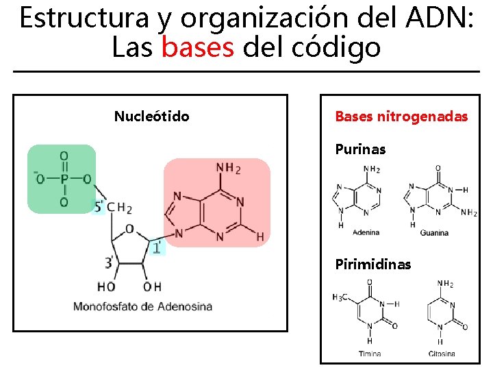 Estructura y organización del ADN: Las bases del código Nucleótido Bases nitrogenadas Purinas Pirimidinas