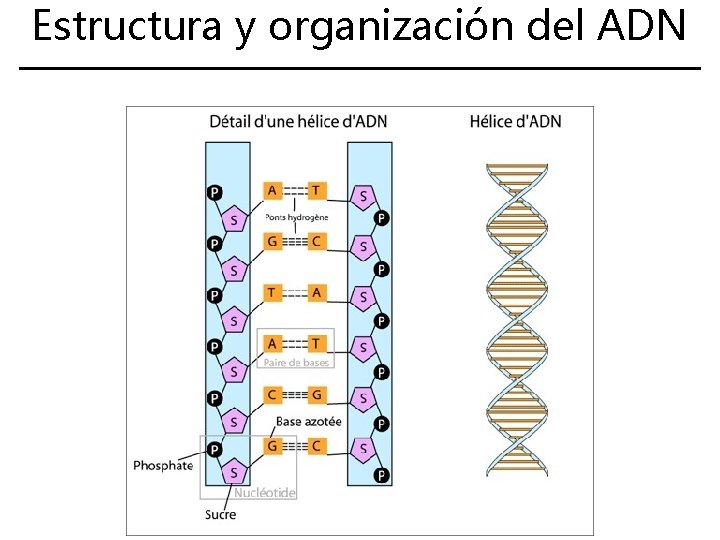 Estructura y organización del ADN 