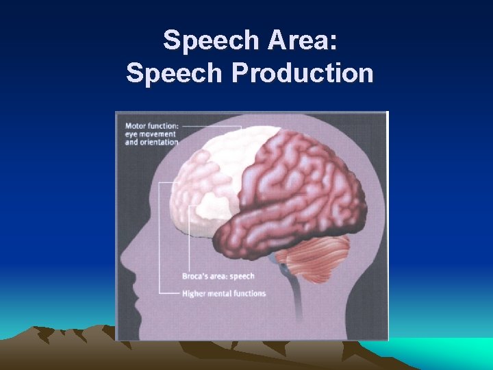 Speech Area: Speech Production 