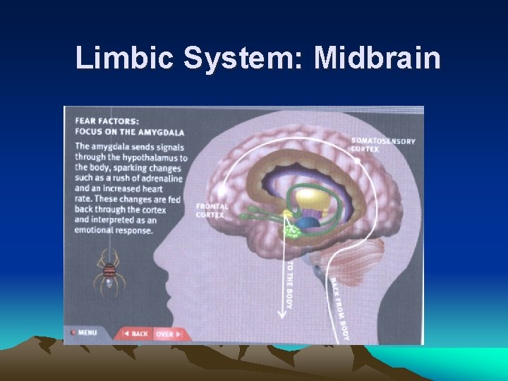 Limbic System: Midbrain 