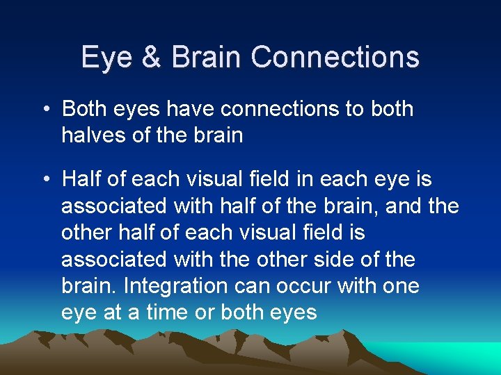 Eye & Brain Connections • Both eyes have connections to both halves of the