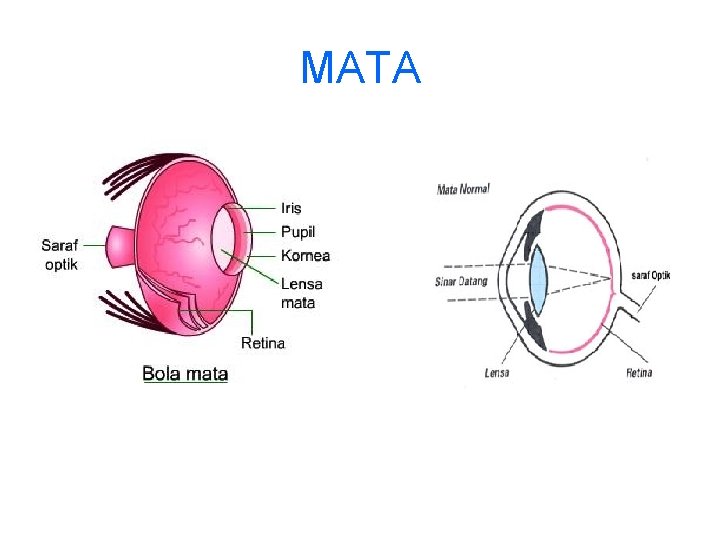 MATA 
