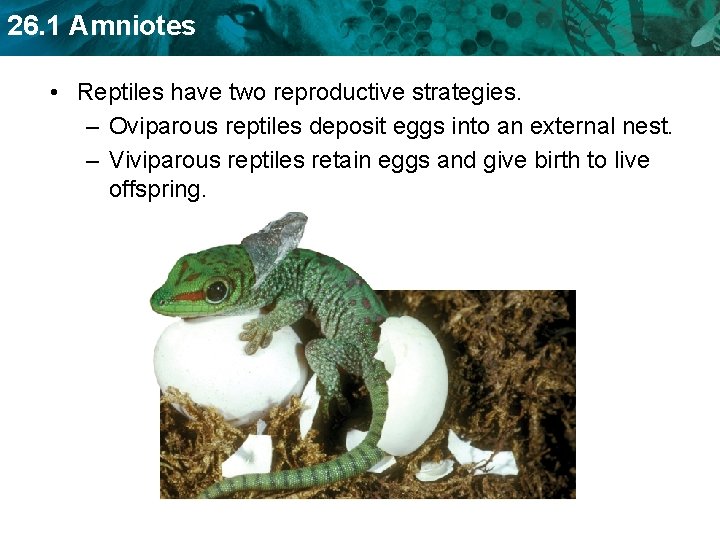 26. 1 Amniotes • Reptiles have two reproductive strategies. – Oviparous reptiles deposit eggs