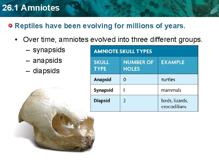 26. 1 Amniotes Reptiles have been evolving for millions of years. • Over time,