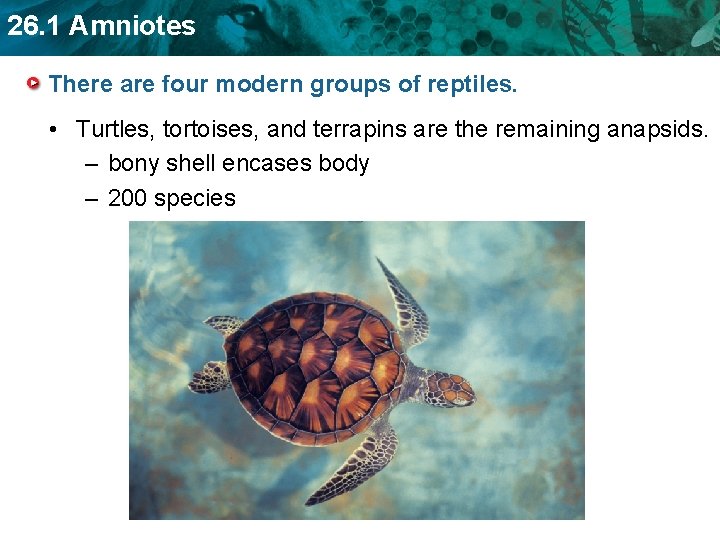 26. 1 Amniotes There are four modern groups of reptiles. • Turtles, tortoises, and