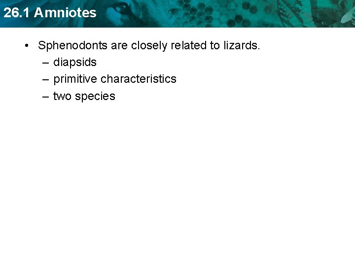 26. 1 Amniotes • Sphenodonts are closely related to lizards. – diapsids – primitive