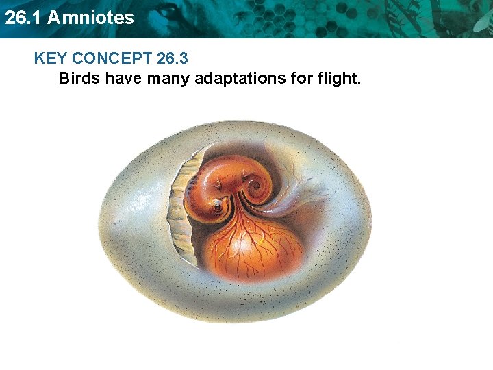 26. 1 Amniotes KEY CONCEPT 26. 3 Birds have many adaptations for flight. 