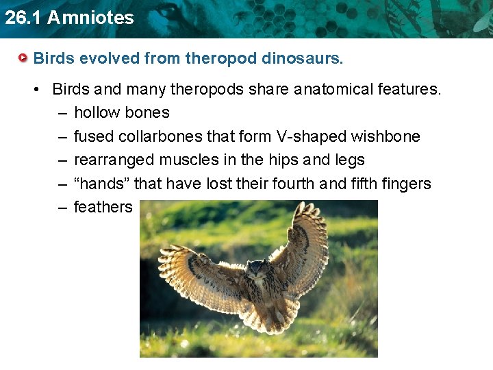 26. 1 Amniotes Birds evolved from theropod dinosaurs. • Birds and many theropods share