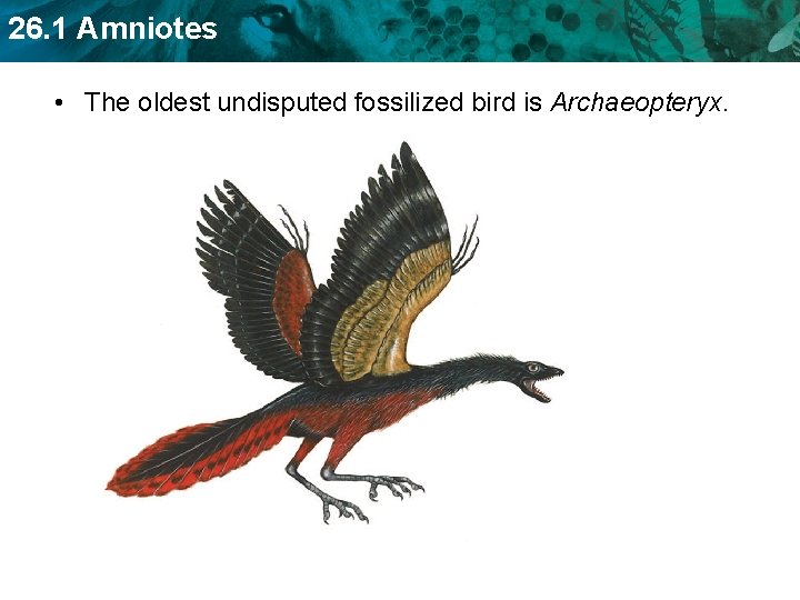 26. 1 Amniotes • The oldest undisputed fossilized bird is Archaeopteryx. 