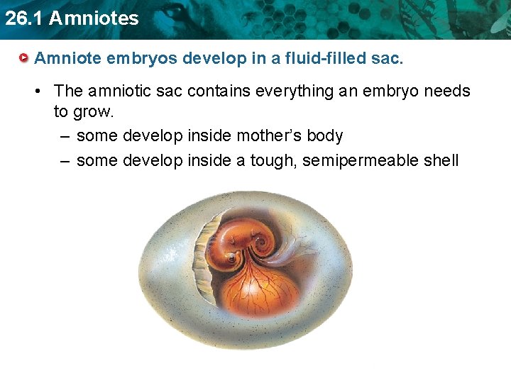 26. 1 Amniotes Amniote embryos develop in a fluid-filled sac. • The amniotic sac