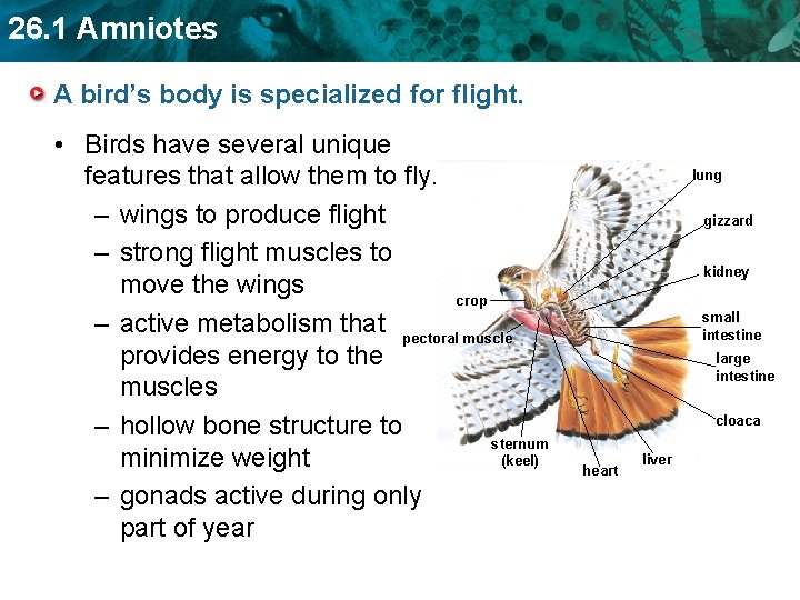 26. 1 Amniotes A bird’s body is specialized for flight. • Birds have several