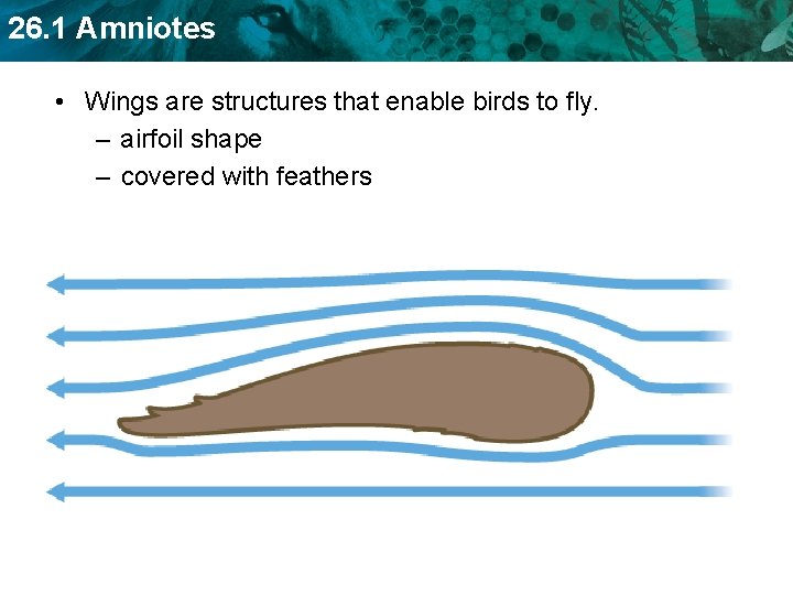 26. 1 Amniotes • Wings are structures that enable birds to fly. – airfoil
