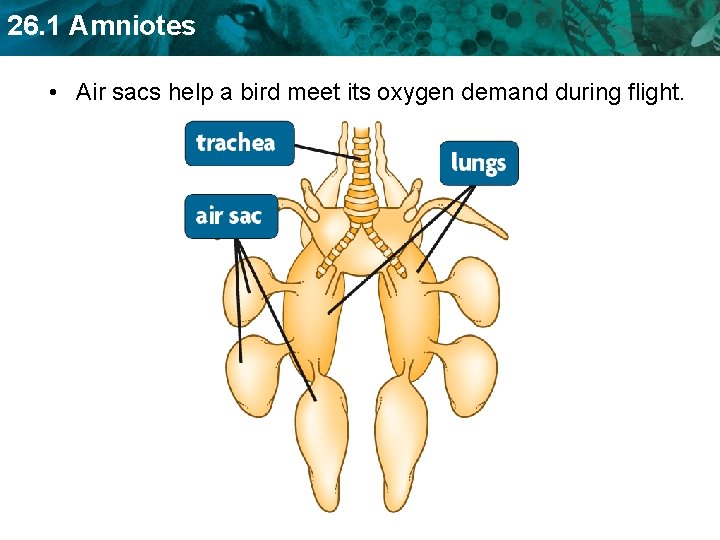 26. 1 Amniotes • Air sacs help a bird meet its oxygen demand during