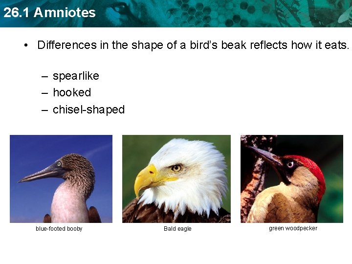 26. 1 Amniotes • Differences in the shape of a bird’s beak reflects how