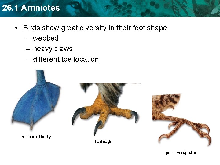 26. 1 Amniotes • Birds show great diversity in their foot shape. – webbed