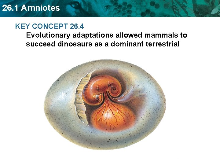 26. 1 Amniotes KEY CONCEPT 26. 4 Evolutionary adaptations allowed mammals to succeed dinosaurs