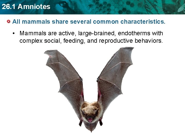 26. 1 Amniotes All mammals share several common characteristics. • Mammals are active, large-brained,