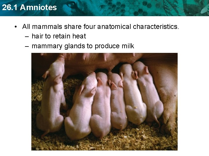 26. 1 Amniotes • All mammals share four anatomical characteristics. – hair to retain